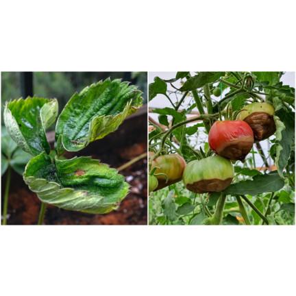 SUM38 HELP PLANT CA KAPALNÉ VÁPENATÉ HNOJIVO PRO STROMY KEŘE OVOCE ZELENINA 20ML SUMIN