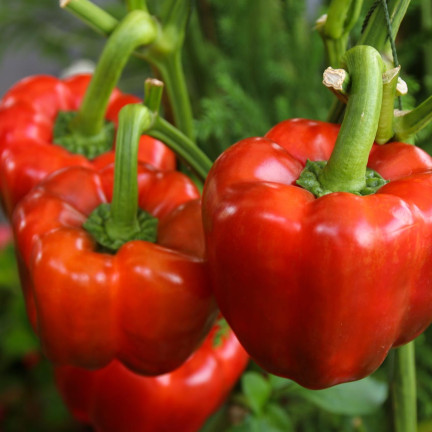 W1135 KALIFORNIEN WUNDER ROTE SÜSSE SALATPAPRIKA SAMEN 0.5G