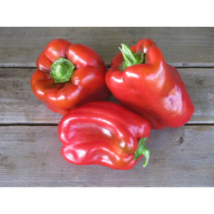 W1135 KALIFORNIEN WUNDER ROTE SÜSSE SALATPAPRIKA SAMEN 0.5G