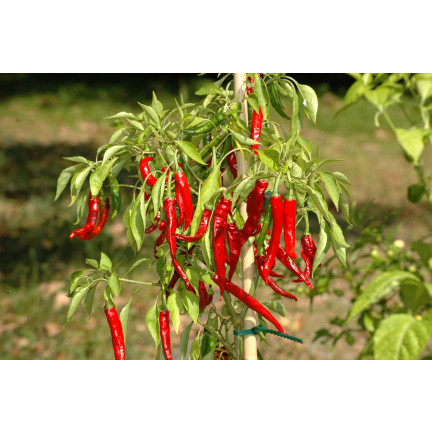 W1137 DE CAYENNE HOT CHILLI PFEFFERSAMEN PIKANT 0,5G