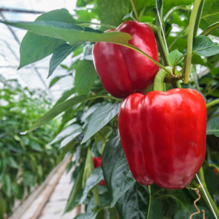 W1135 KALIFORNIEN WUNDER ROTE SÜSSE SALATPAPRIKA SAMEN 0.5G