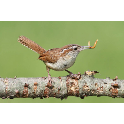 Getrocknete Larven der Weißen Fliege für Vögel, Futter mit hohem Proteingehalt, 125g