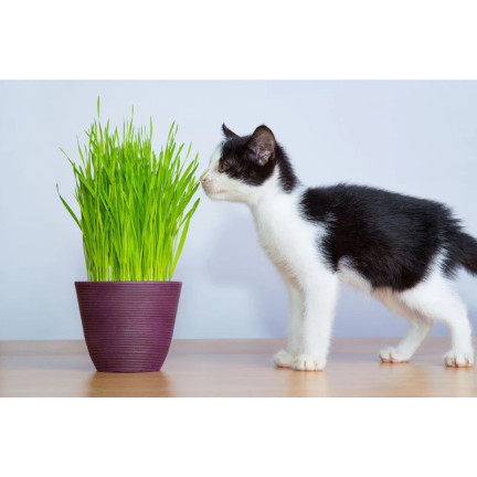 Cat grass, grass seed mix, Kici Mix, Toraf 30g