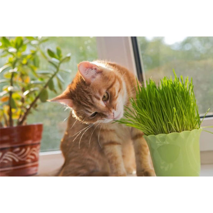 Cat grass, grass seed mix, Kici Mix, Toraf 30g