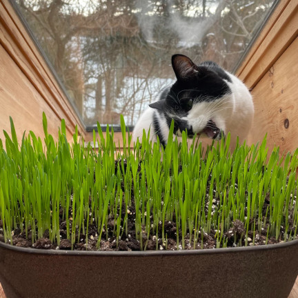 Cat grass, grass seed mix, Kici Mix, Toraf 30g