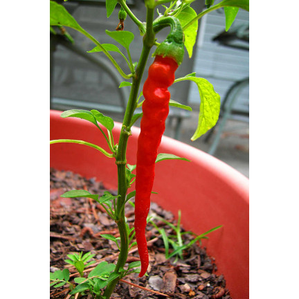 W1137 DE CAYENNE HOT CHILLI PFEFFERSAMEN PIKANT 0,5G