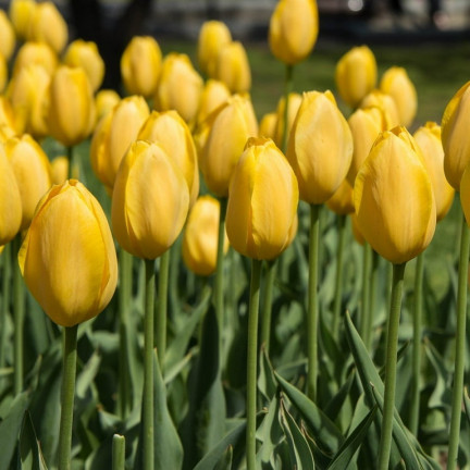 CEB7 TULPE GELB ENGEL BLUME ZWIEBEL 50PCS.