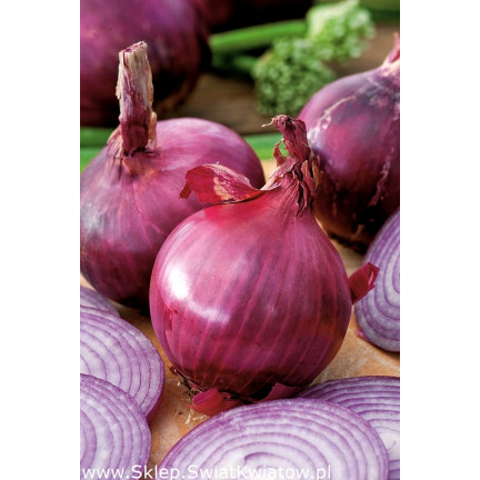 W1258 RED BARON RED CILIZON SEED für Salate 3G