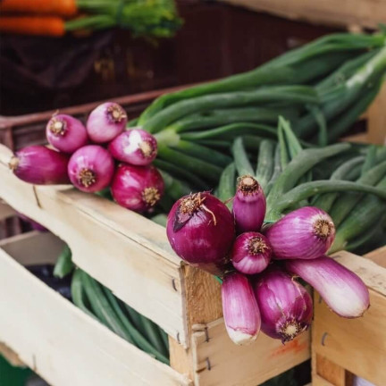 W1023: Seven-year-old perennial onion, frost-resistant, tubular leaves, 'Red Toga'