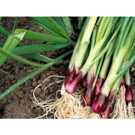 W1023: Seven-year-old perennial onion, frost-resistant, tubular leaves, 'Red Toga'