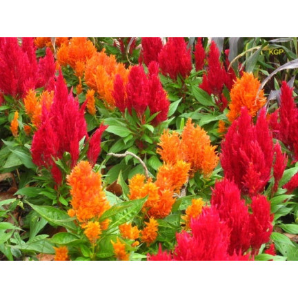 R2067 CELOZJA PIERZASTA MIX Kolorowe kwiaty Pióropusze MIESZANKA DEKORACJA ogród