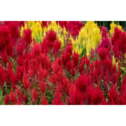 R2067 CELOZJA PIERZASTA MIX Kolorowe kwiaty Pióropusze MIESZANKA DEKORACJA ogród