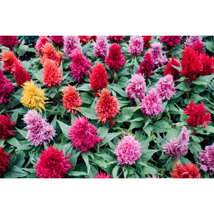 R2067 CELOZJA PIERZASTA MIX Kolorowe kwiaty Pióropusze MIESZANKA DEKORACJA ogród