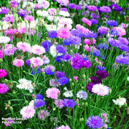 R2068 CHABER BŁAWATEK MIX CHABRY nasiona, kwiaty jadalne MIODODAJNE KOLOROWE