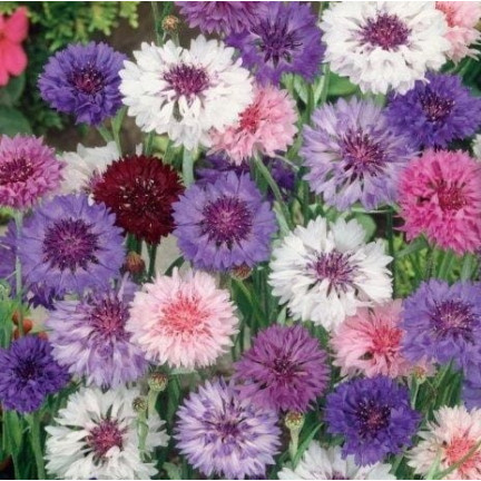 R2068 CHABER BŁAWATEK MIX CHABRY nasiona, kwiaty jadalne MIODODAJNE KOLOROWE