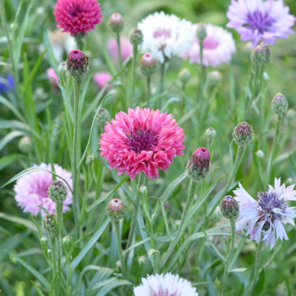 R2068 CHABER BŁAWATEK MIX CHABRY nasiona, kwiaty jadalne MIODODAJNE KOLOROWE