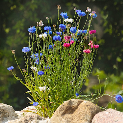 R2068 CHABER BŁAWATEK MIX CHABRY nasiona, kwiaty jadalne MIODODAJNE KOLOROWE