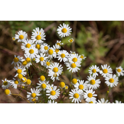 Z3030 KAMILLE SAMEN HEILPFLANZE MATRICARIA CHAMOMILLA 0.5G
