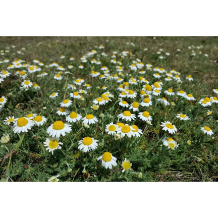 Z3030 KAMILLE SAMEN HEILPFLANZE MATRICARIA CHAMOMILLA 0.5G