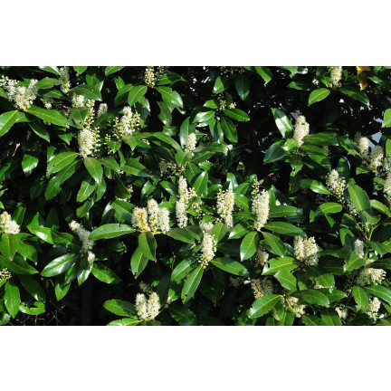 SUM76 Fertilizer for cherry laurel, multi-component fertilizer for shrubs and hedges, 1 kg