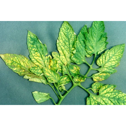 SUM41 Help Plant MG Hořčík na choroby rostlin 20 g Sumin