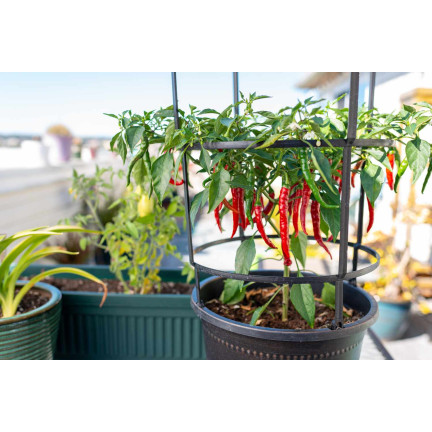 W1137 DE CAYENNE HOT CHILLI PFEFFERSAMEN PIKANT 0,5G