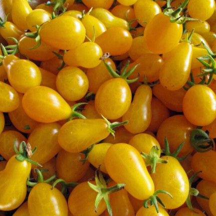 W2993 RAJČE CHERRY VYSOKÉ PERUN 0,5G SEMENO PLODNÉ