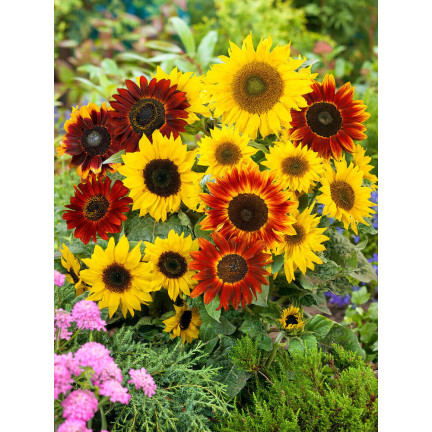 R4232 Ornamental Sunflower Mix (multi-stemmed), 2 g seeds, annual honey plant