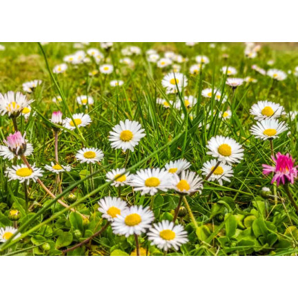 R4638 LUČNÍ SEDMIKRÁSKA BÍLÁ TRÁVNÍKOVÁ SEDMIKRÁSKA KVĚTINOVÁ SEMENA 0,2G