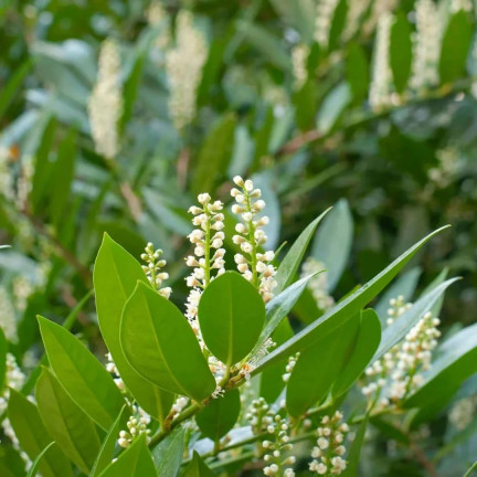 SUM76 Fertilizer for cherry laurel, multi-component fertilizer for shrubs and hedges, 1 kg