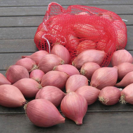 Shallots (Conservor F1), Allium cepa L., onion seeds, 20 pcs.