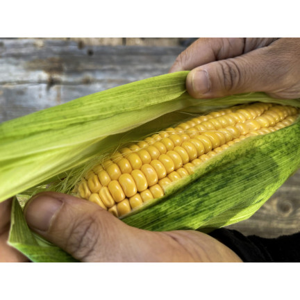 W1097 SEMÍNKA KUKUŘICE CANDY CORN GOLDEN BANTAM ORIGINAL SWEET 20G