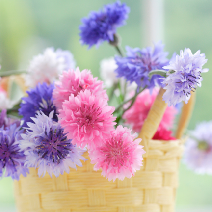 R2068 CHABER BŁAWATEK MIX CHABRY nasiona, kwiaty jadalne MIODODAJNE KOLOROWE