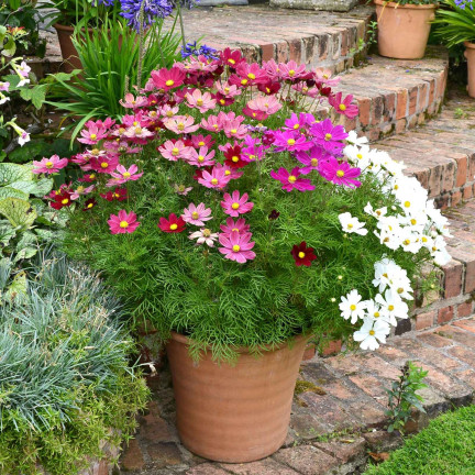 R3136 MAYFLY COSMOS MIX BAREV SEMÍNKA KVĚTŮ MAYFLY 1G NA ZAHRADNÍ ZÁHONY