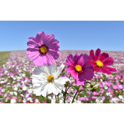 R3136 MAYFLY COSMOS MIX BAREV SEMÍNKA KVĚTŮ MAYFLY 1G NA ZAHRADNÍ ZÁHONY