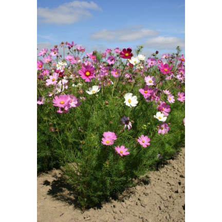 R3136 MAYFLY COSMOS MIX BAREV SEMÍNKA KVĚTŮ MAYFLY 1G NA ZAHRADNÍ ZÁHONY