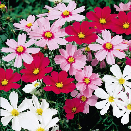 R3136 MAYFLY COSMOS MIX BAREV SEMÍNKA KVĚTŮ MAYFLY 1G NA ZAHRADNÍ ZÁHONY