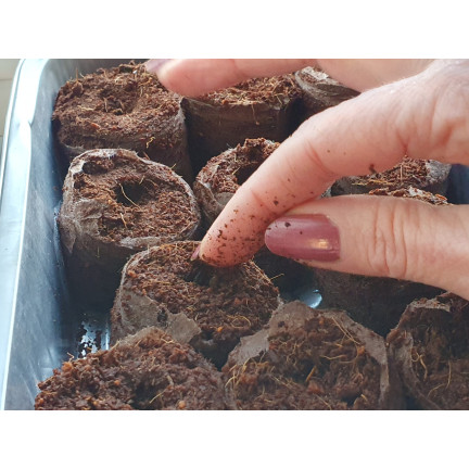 TG67344 disky na klonování arašídů 20ks 3,5cm