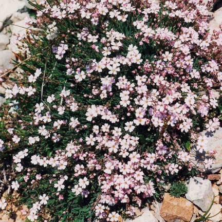 R4591 RAFFINIERT ROSA GYPSOPHILA 1G BLUME SAMEN JÄHRLICH
