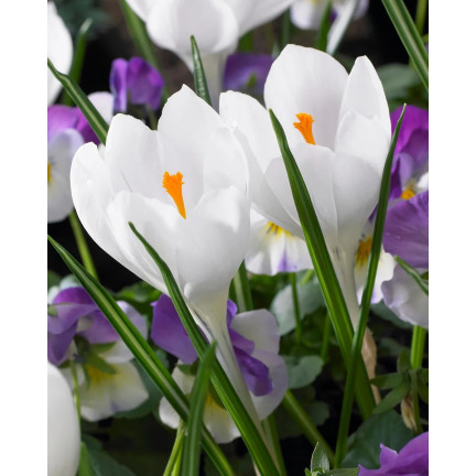 CEB11 KROKUS JEANNE D