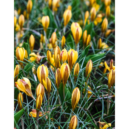 CEB18 KROKUS CEBULKI KROKUSÓW KROKUSY ŻÓŁTE FUSCOTINCTUS CHRYSANTHUS 50SZT