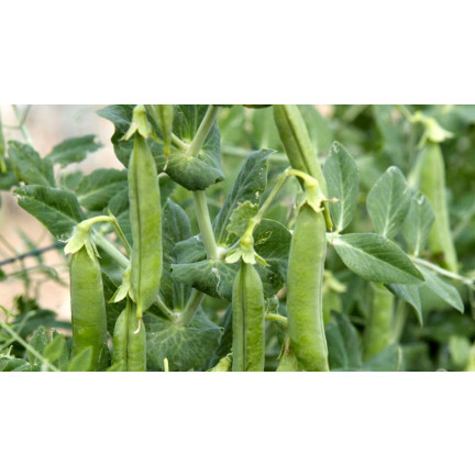 W0746 SCHALERBSE SECHS WOCHEN ALTES SAATGUT 50G SCHNELLE ERNTE