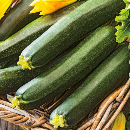 W1032 CUKINIA WCZESNA KSZTAŁTNA BEZ CENTKOWANIA BLACK BEAUTY Cucurbita pepo L. 5G