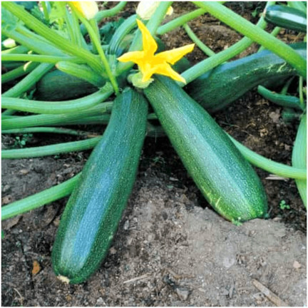 W1032 CUKINIA WCZESNA KSZTAŁTNA BEZ CENTKOWANIA BLACK BEAUTY Cucurbita pepo L. 5G