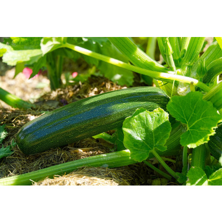 W1031 ZUCCHINISAMEN ZUCCHINI KÜRBIS NEFERTITI GEMÜSE GRÜN LECKER 3G
