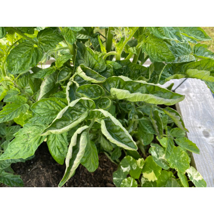 SUM39 Sumin Help Plant CU 20ml postřik na rostliny s nedostatkem mědi