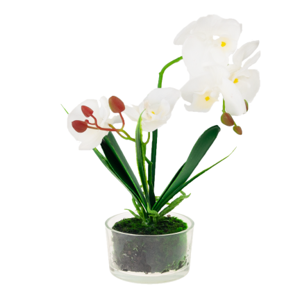 CV05030-1 ORCHIDEJ V KVĚTINÁČI BÍLÁ POGUMOVANÁ DVOUKMENNÁ VELKÁ