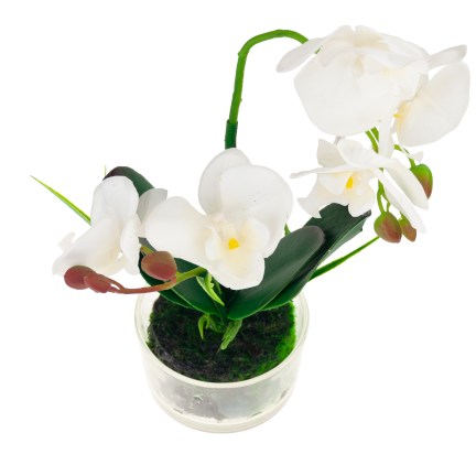 CV05030-1 ORCHIDEJ V KVĚTINÁČI BÍLÁ POGUMOVANÁ DVOUKMENNÁ VELKÁ
