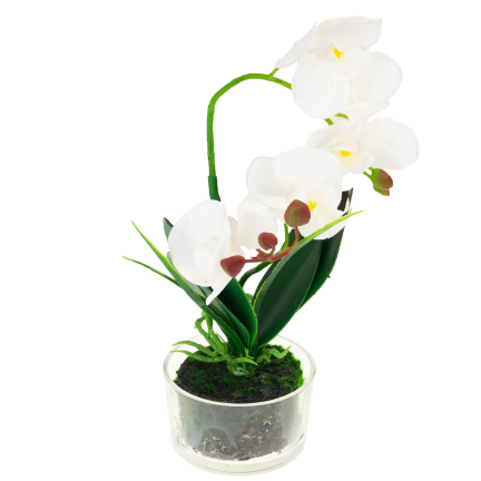 CV05030-1 ORCHIDEJ V KVĚTINÁČI BÍLÁ POGUMOVANÁ DVOUKMENNÁ VELKÁ