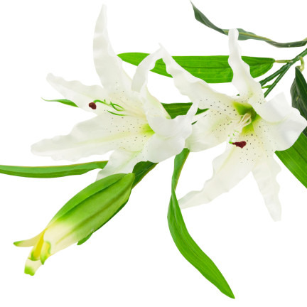 CV05685-1 LILIE WEISS KUNSTBLUMEN LILIENZWEIG